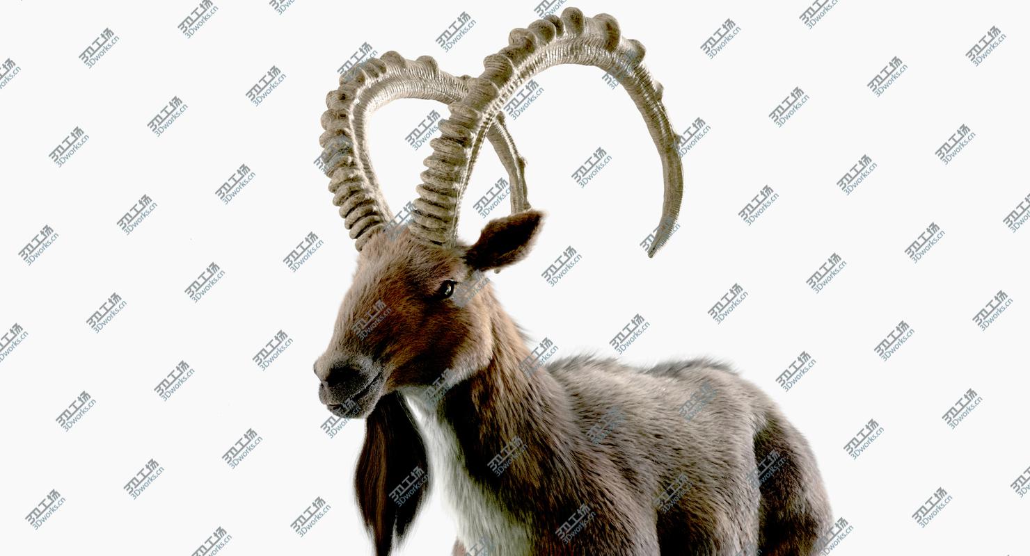 images/goods_img/202105074/3D Wild Goat (Alpine Ibex) model/2.jpg